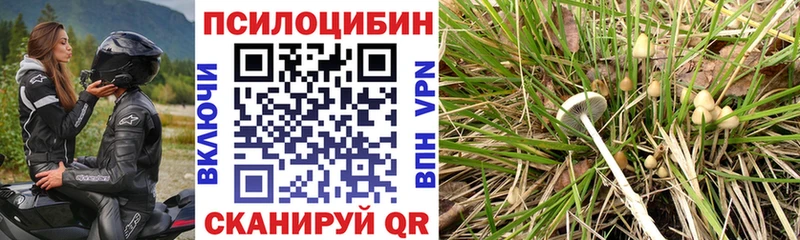 Псилоцибиновые грибы Cubensis  закладки  Тогучин 